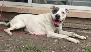 SUGAR -  American Staffordshire Terrier Dog for Adoption in San Antonio, Texas - SUGAR | PetCurious