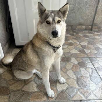 Rescue Husky Dogs for Adoption in San Diego, California - Loba | PetCurious