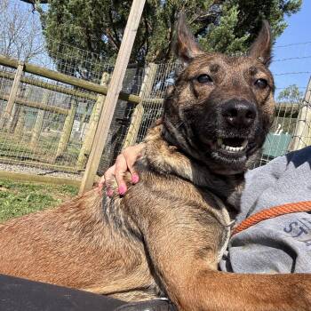 Belgian Shepherd Malinois Dogs Available for Adoption in Phoenixville, Pennsylvania - Sophia | PetCurious