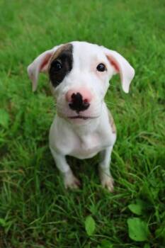 Tiny -  Staffordshire Bull Terrier Dog for Adoption in Washington, District Of Columbia - Tiny | PetCurious
