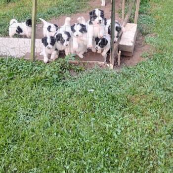 Brooks -  Border Collie and Husky Dog for Adoption in Asheville, North Carolina - Brooks | PetCurious