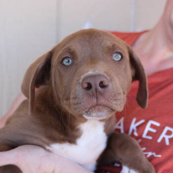 Rescue American Staffordshire Terrier Dogs for Adoption in Midland, Texas - Reeses | PetCurious