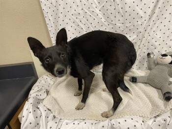 Chihuahua Dogs Available for Adoption in Modesto, California - A609871 | PetCurious