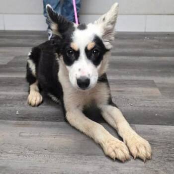 Brooklynn -  Border Collie and Mixed Breed Dog for Adoption in Fort Collins, Colorado - Brooklynn | PetCurious