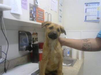 German Shepherd Dog and Mixed Breed Dogs Available for Adoption - DR.ARTHUR | PetCurious