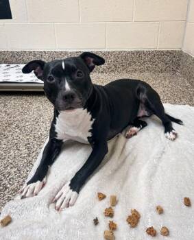 Mixed Breed Dogs Available for Adoption in Westland, Michigan - Linda | PetCurious
