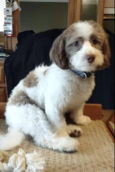 Mikey -  Havanese Dog for Adoption in Coatesville, Pennsylvania - Mikey | PetCurious
