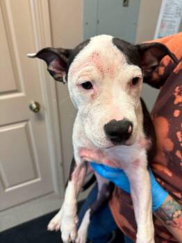 Josie -  Pit Bull Terrier Dog for Adoption in La Porte, Indiana - Josie | PetCurious