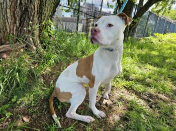 Rescue Pit Bull Terrier Dogs for Adoption in Jersey City, New Jersey - Milkshake | PetCurious