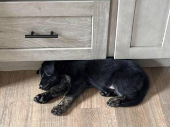 Shepherd Dogs Available for Adoption in Germantown, Ohio - Jimmie