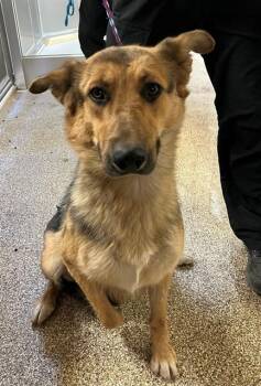 RUSS -  German Shepherd Dog Dog Available for Adoption in Blythe, California - RUSS | PetCurious