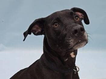 Obsidian -  Pit Bull Terrier and Labrador Retriever Dog for Adoption in Minneapolis, Minnesota - Obsidian | PetCurious