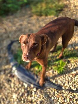 Tillie -  Chocolate Labrador Retriever Dog for Adoption in Manhattan, Kansas - Tillie | PetCurious