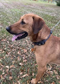 Rescue Redbone Coonhound Dogs for Adoption in Fairhope, Alabama - Burt- CP (Courtesy Posting) | PetCurious