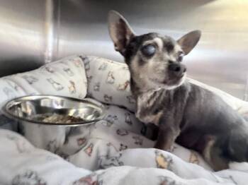 Juliette -  Chihuahua Dog for Adoption in Maryville, Tennessee - Juliette | PetCurious