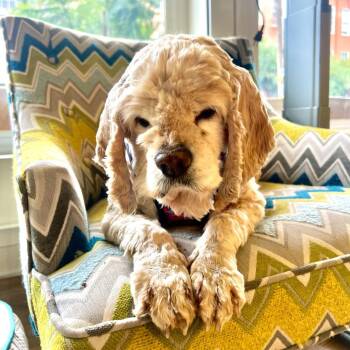 Cocker Spaniel Dogs Available for Adoption - Lady Earth 13808 | PetCurious