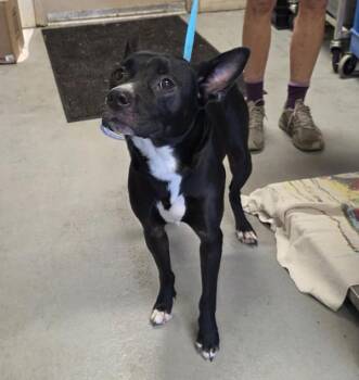 Mixed Breed Dogs Available for Adoption in Troutdale, Oregon - Periwinkle (mcas) | PetCurious