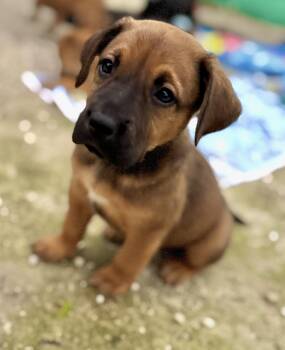 Rescue Shepherd and Labrador Retriever Dogs for Adoption in Homestead, Florida - ShugaBear | PetCurious