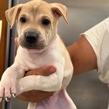 Jess -  Shar Pei Dog for Adoption in Agua Dulce, California - Jess | PetCurious