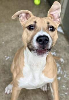 Pit Bull Terrier Dogs Available for Adoption - Hartlynn | PetCurious