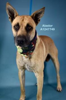 Alastor - URGENT - LONGTIME RESIDENT -  Shepherd Dog for Adoption in Thousand Oaks, California - Alastor - URGENT - LONGTIME RESIDENT | PetCurious