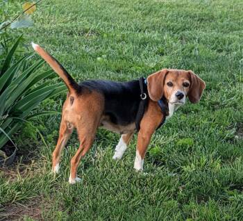 Brooke - Fostered in the KC Area -  Beagle Dog for Adoption in Overland Park, Kansas - Brooke - Fostered In The KC Area | PetCurious