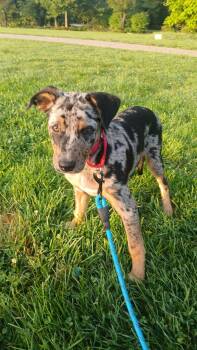 Loon - BO -  Mixed Breed Dog for Adoption in Clinton, Michigan - Loon - BO | PetCurious