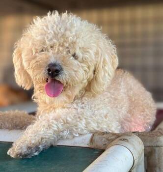 Tudor -  Poodle and Maltese Dog for Adoption in Ramona, California - Tudor | PetCurious