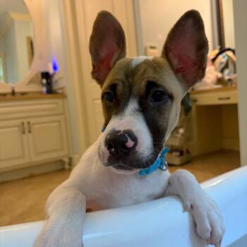 Tecie -  Mixed Breed Dog for Adoption in Brownsboro, Alabama - Tecie | PetCurious