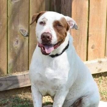 Boris -  English Pointer and Catahoula Leopard Dog Dog for Adoption in Willis, Texas - Boris | PetCurious