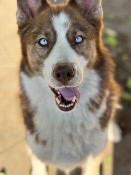 Siberian Husky Dogs Available for Adoption in Burbank, California - Meadow | PetCurious