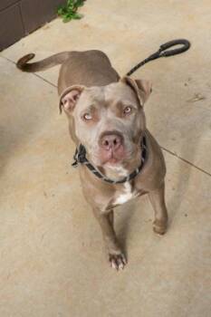 Honeycrisp -  Mixed Breed Dog for Adoption in Chamblee, Georgia - Honeycrisp | PetCurious