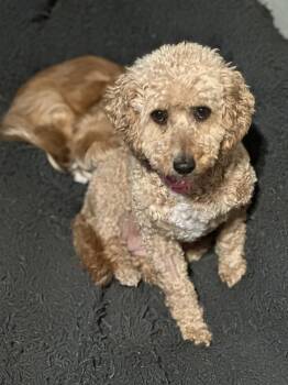 Poodle Dogs Available for Adoption in Polson, Montana - Honey | PetCurious
