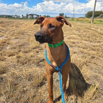 Cameron -  Mixed Breed Dog for Adoption in Idaho Falls, Idaho - Cameron | PetCurious