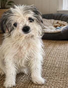 Sophie -  Maltese Dog for Adoption in Brownstown, Indiana - Sophie | PetCurious