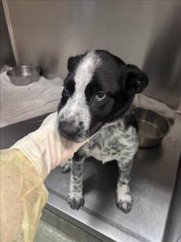 JAZZY -  Australian Cattle Dog Blue Heeler and Mixed Breed Dog for Adoption in Santa Fe, New Mexico - JAZZY | PetCurious
