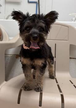 Scarlett (bonded with Rhett) -  Yorkshire Terrier Dog for Adoption - Scarlett (bonded With Rhett) | PetCurious