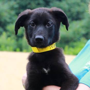 CT Skippy -  Labrador Retriever and Mixed Breed Dog for Adoption in Stormville, New York - CT Skippy | PetCurious