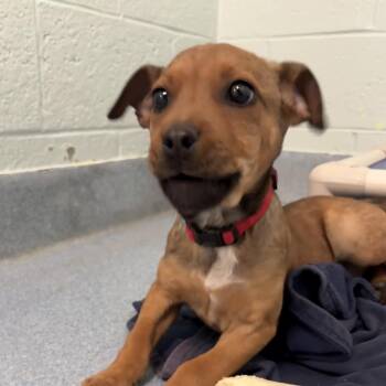 Mixed Breed Dogs Available for Adoption in East Hanover, New Jersey - Jack | PetCurious