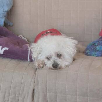 Bichon Frise Dogs Available for Adoption - Chablis | PetCurious