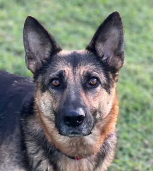 Rescue German Shepherd Dog Dogs for Adoption in Algood, Tennessee - Willow | PetCurious