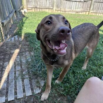 Peanut -  Shepherd Dog for Adoption in Mount Vernon, Indiana - Peanut | PetCurious