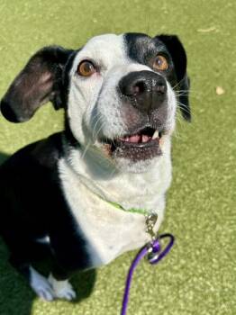 Melatto -  Mixed Breed Dog for Adoption in Wichita, Kansas - Melatto | PetCurious