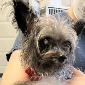 Momo -  Yorkshire Terrier Dog for Adoption in Baltimore, Maryland - Momo | PetCurious
