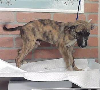 A2094740 -  German Shepherd Dog and Mixed Breed Dog for Adoption in Houston, Texas - A2094740 | PetCurious