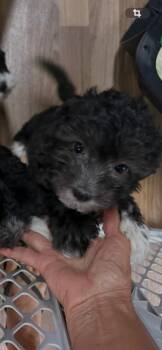 Lilly -  Havanese and Poodle Dog for Adoption in Waterloo, Illinois - Lilly | PetCurious