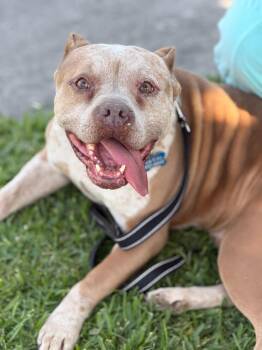 American Staffordshire Terrier Dogs Available for Adoption in Los Angeles, California - Nipsey | PetCurious