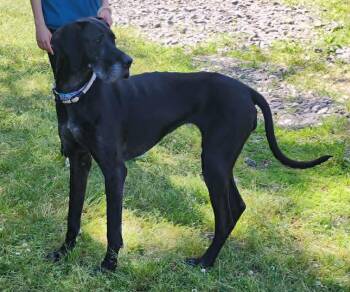 Great Dane Dogs Available for Adoption in Wetumpka, Alabama - 260515  Sadie | PetCurious