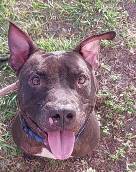 Rescue American Staffordshire Terrier Dogs for Adoption in Fort Lauderdale, Florida - COURTNEY | PetCurious