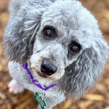 Vivienne -  Miniature Poodle Dog for Adoption in Boerne, Texas - Vivienne | PetCurious